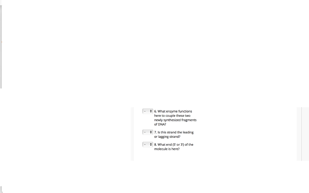 Solved Below is a diagram of DNA replication as currently | Chegg.com