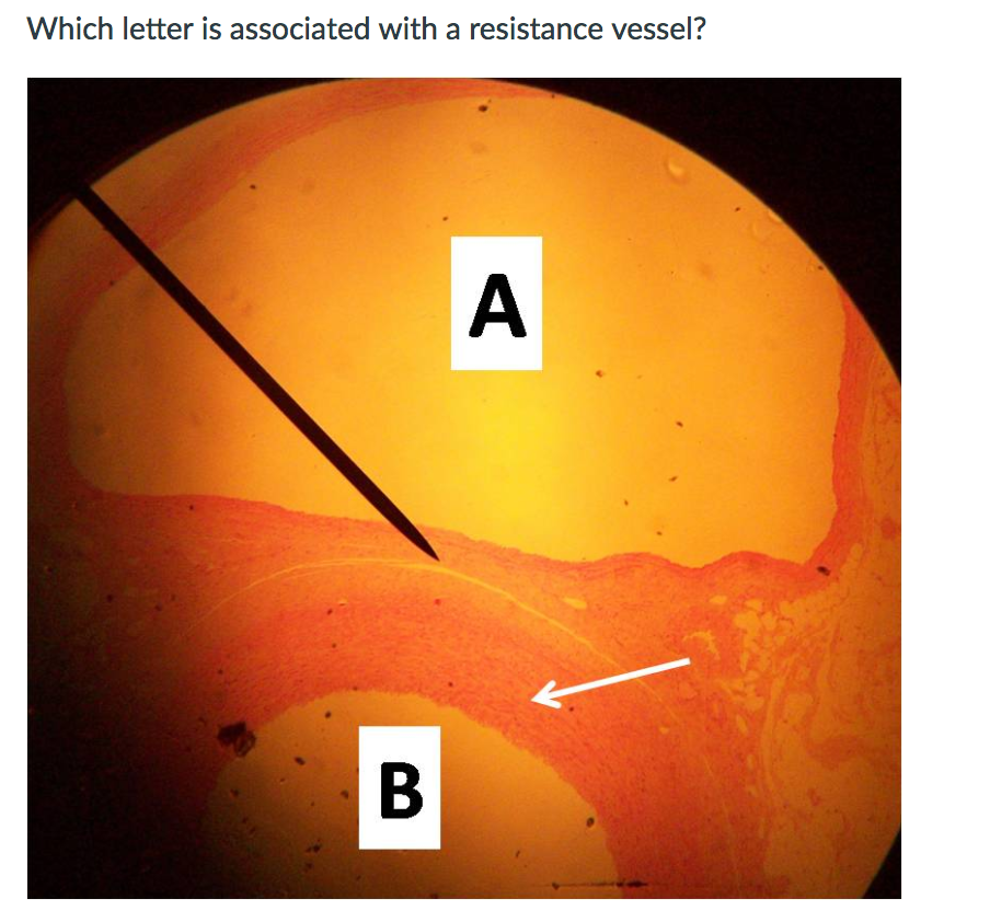 Solved Which letter is associated with a resistance vessel?