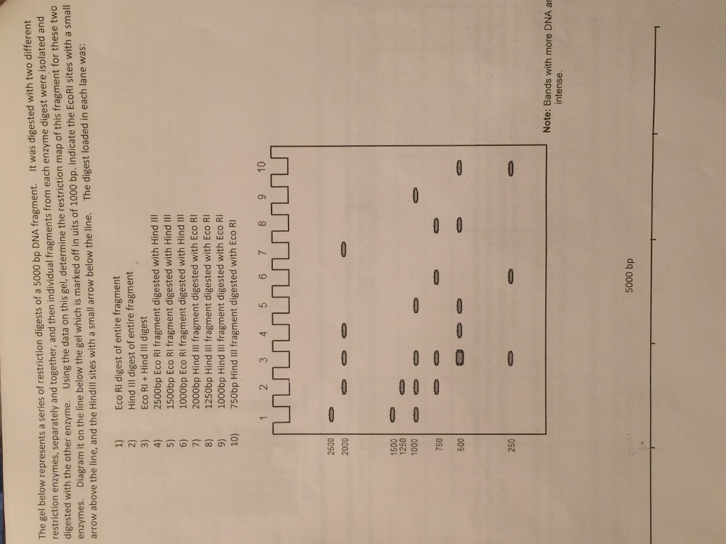Solved The gel below represents a series of restriction | Chegg.com