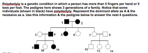 Solved Polydactyly is a genetic condition in which a person | Chegg.com