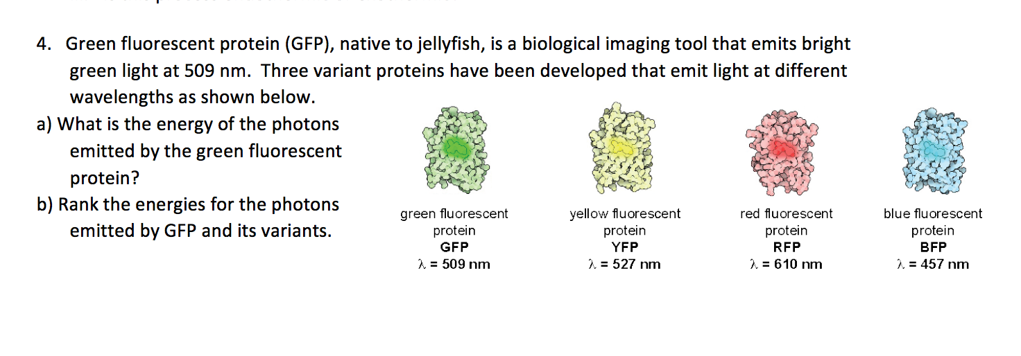Solved Green fluorescent protein (GFP), native to jellyfish,