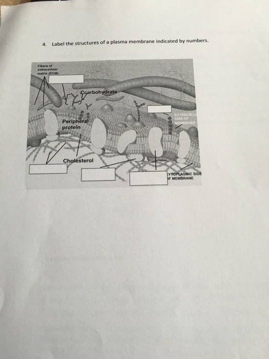 Solved Label the structures of a plasma membrane indicated