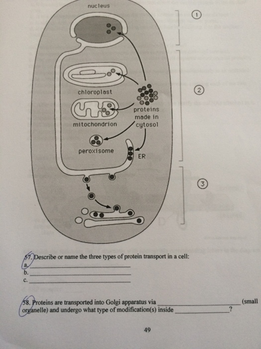 Solved nucleus chloroplast 2 proteins made in cytosol