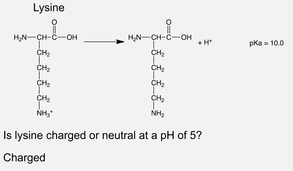 Lysine Charged