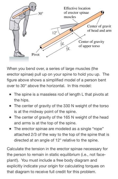 Solved When You Bend Over, A Series Of Large Muscles, The | Cheggcom