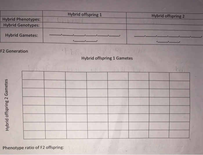 solved-hybrid-offspring-1-hybrid-offspring-2-hybrid-chegg