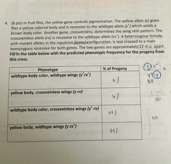 Solved 4. (8 pts) In fruit flies, the yellow gene controls | Chegg.com