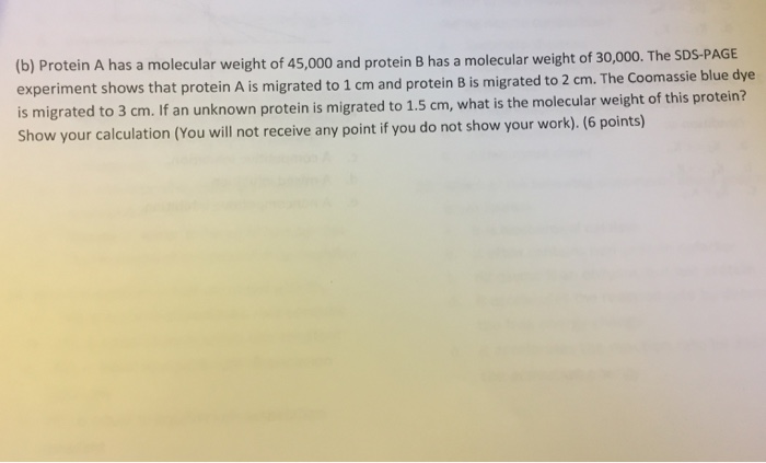 Solved Protein A has a molecular weight of 45,000 and | Chegg.com