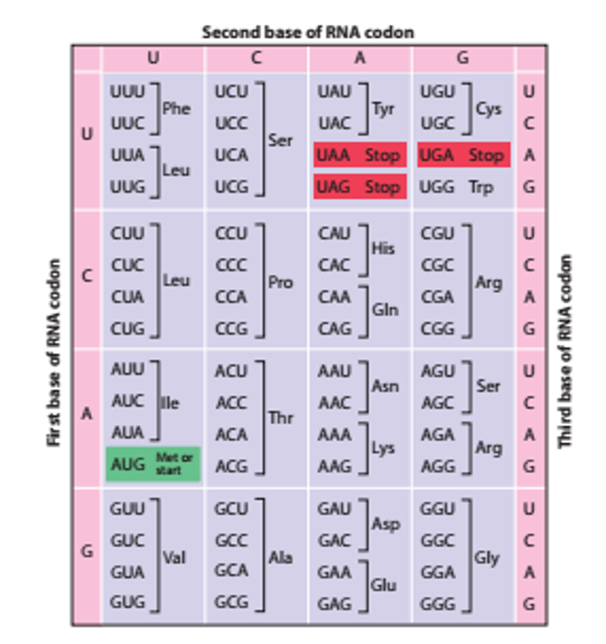 Solved Consider An Rna Molecule Of The Following Sequence; 