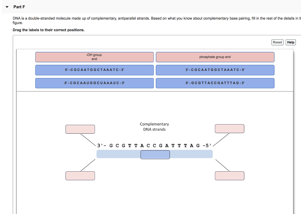 solved-dna-is-a-double-stranded-molecule-made-up-of-chegg