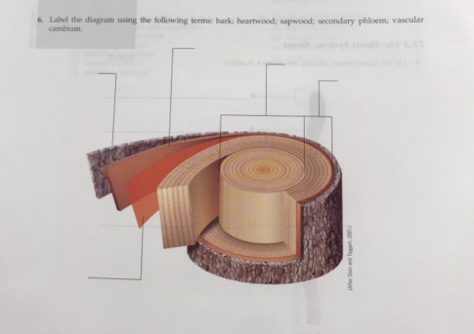 Solved 6 Label the diagram using the following terms: bark | Chegg.com