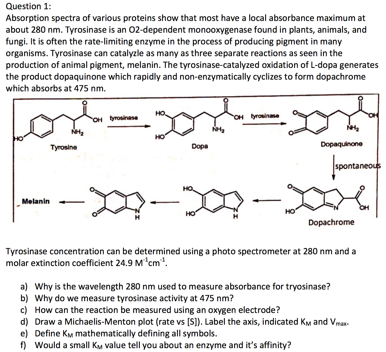 Absorption spectra of various proteins show that most