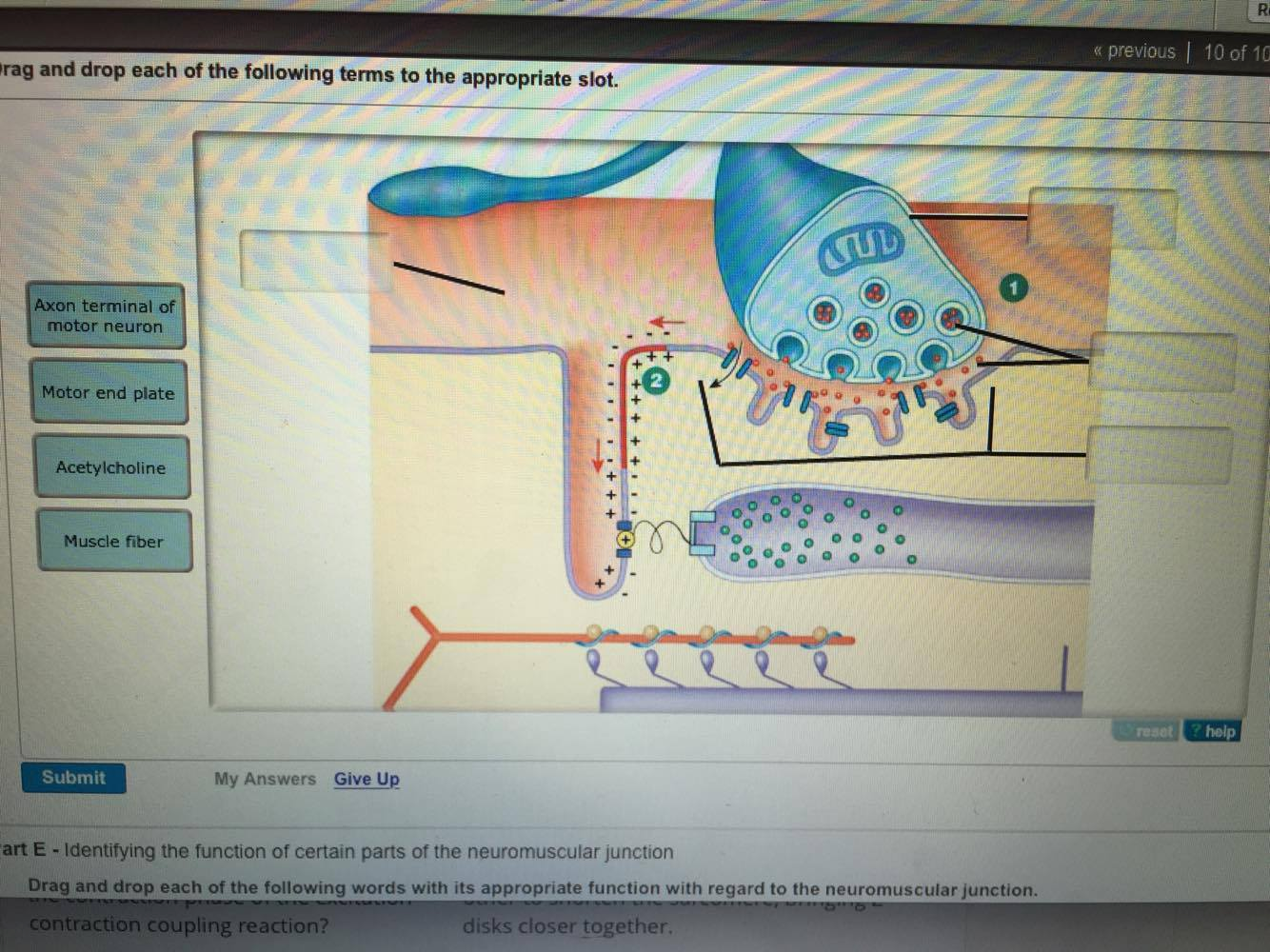 Drag The Labels Onto The Diagram To Identify Parts Of The Neuromuscular