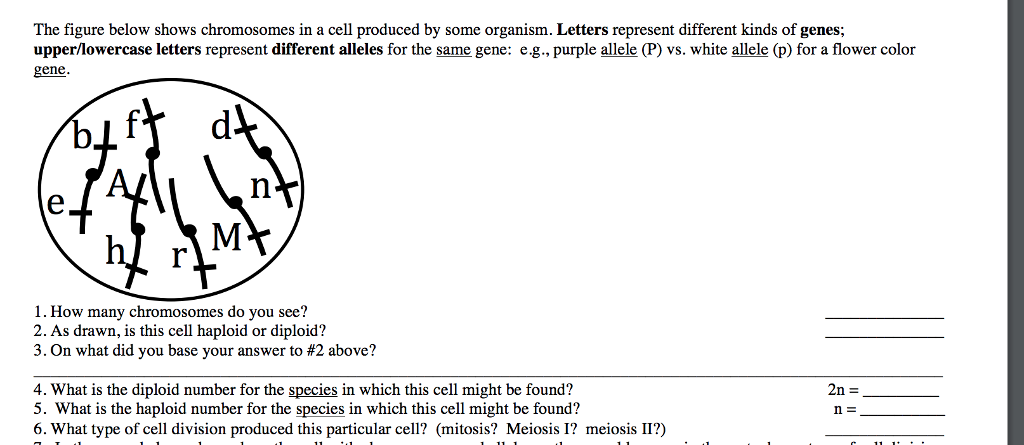 Solved The figure below shows chromosomes in a cell produced | Chegg.com