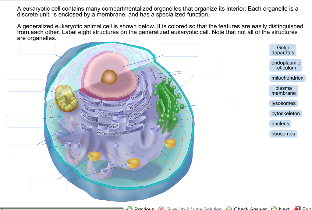 Solved A Eukaryotic Cell Contains Many Compartmentalized