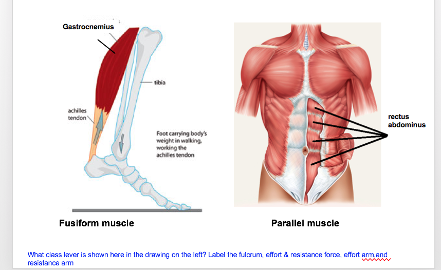 Lever Anatomy Anatomical Charts & Posters