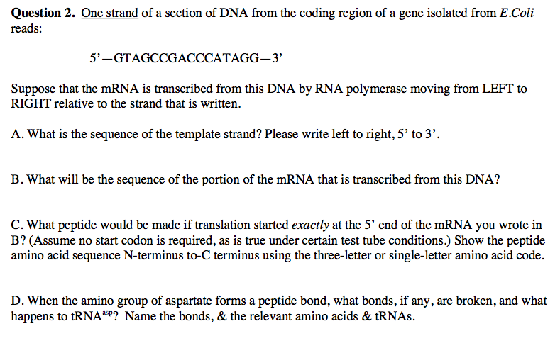 Solved One strand of a section of DNA from the coding region | Chegg.com