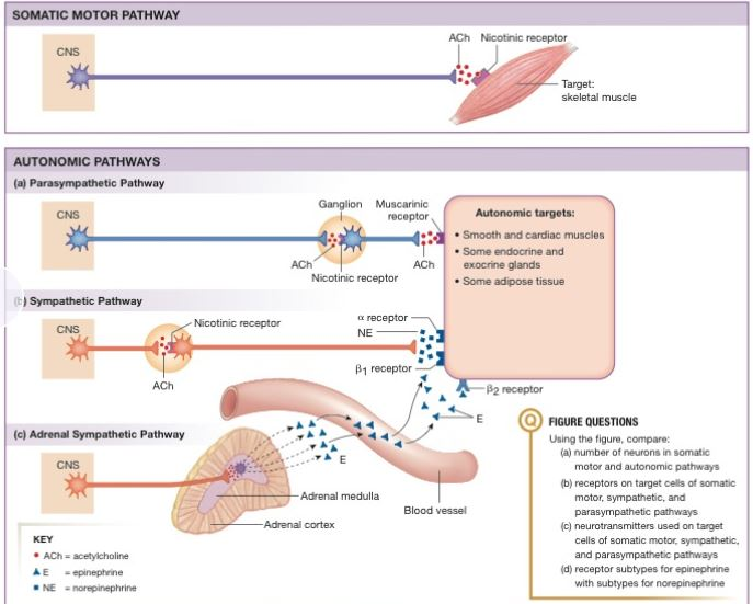 Solved SOMATIC MOTOR PATHWAY ACh Nicotinic receptor CNS