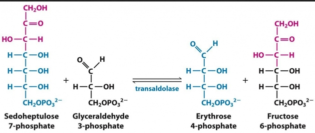 Solved Write with structures the reaction of the pentose | Chegg.com