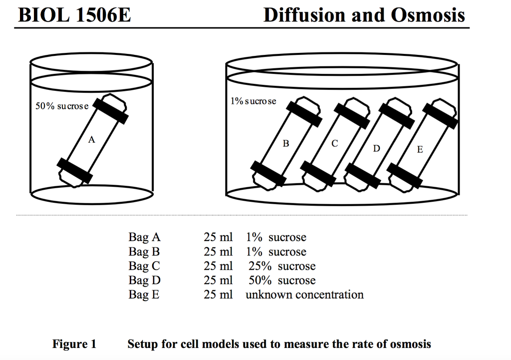 Osmosis Lab With Dialysis Tubing at Glenna Cudjoe blog