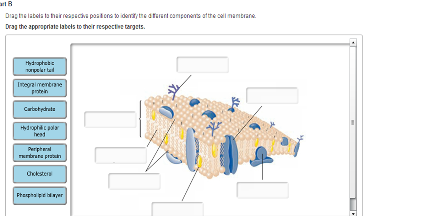 Label the different components of a phospholipid.