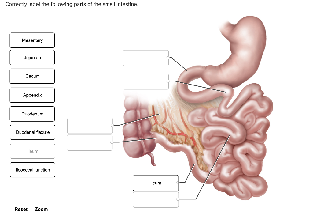 of parts small intestine Solved: Parts Label The Small Of Correctly Following The I