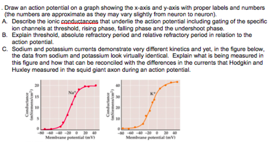 action potential graph