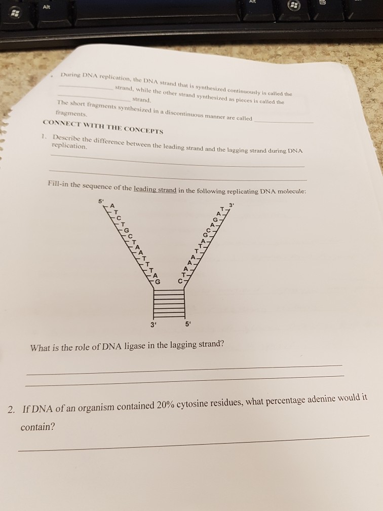 Solved , During DNA replication, the DNA strand that is | Chegg.com