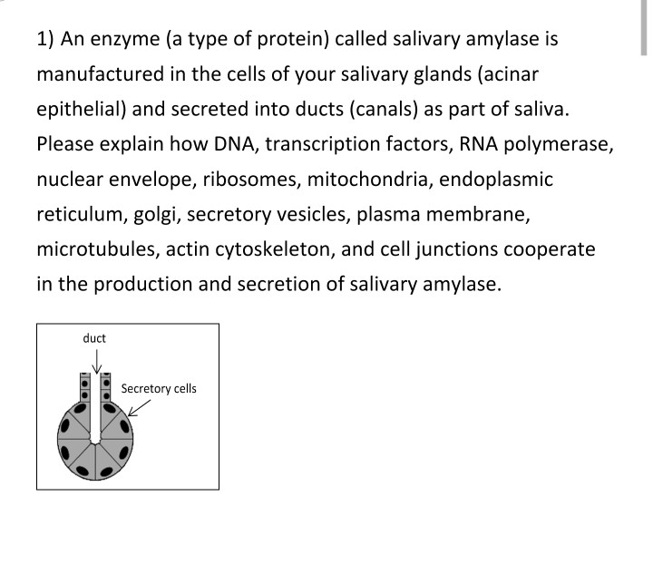 Solved 1) An enzyme (a type of protein) called salivary