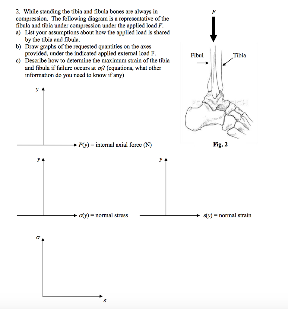 Solved 2. While standing the tibia and fibula bones are | Chegg.com