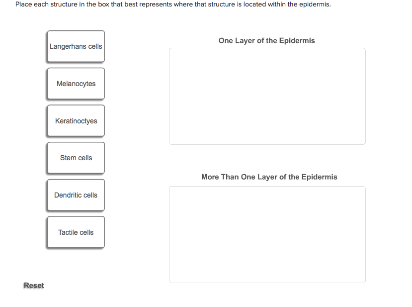 (Solved) - Drag each label to the type of gland it describes. Sebaceous