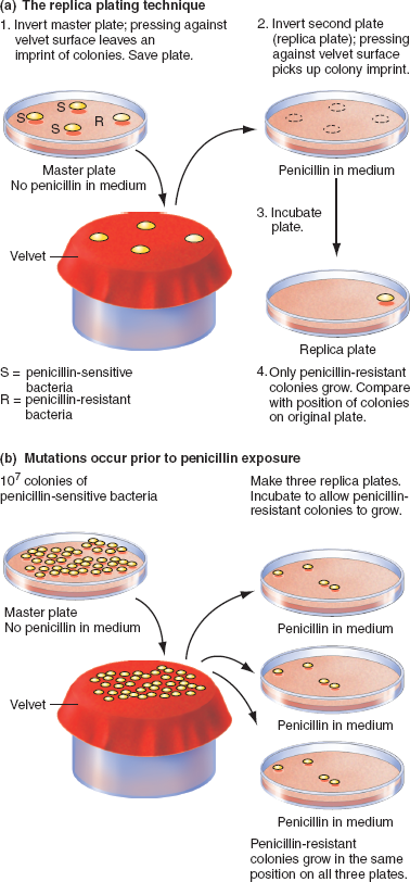 Solved The Ames test uses the reversion rate (his? to his+) | Chegg.com
