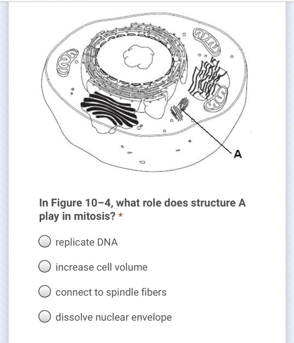 Solved 09 Multicellular organism → Fertilized egg A
