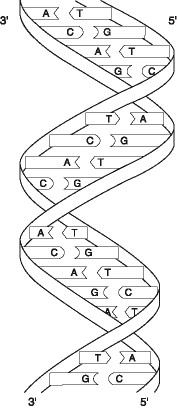 Solved Which of the following nucleotide sequences | Chegg.com