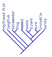 Solved In the phylogenetic tree shown below, how many | Chegg.com