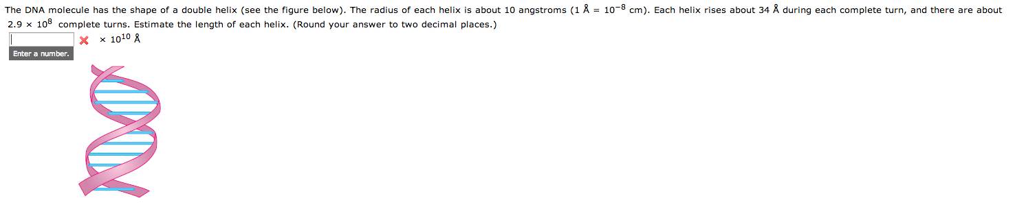 Solved The DNA molecule has the shape of a double helix (see | Chegg.com