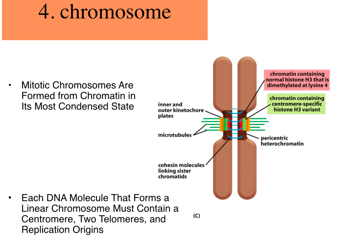 need help with describing in detail of how dna is | Chegg.com