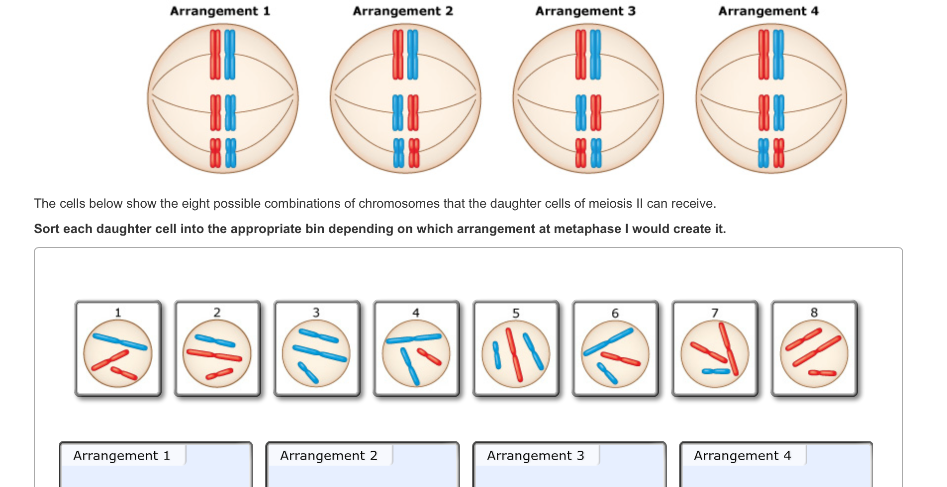 Solved: Consider A Diploid Cell Where 2n = 6. During Metap... | Chegg.com