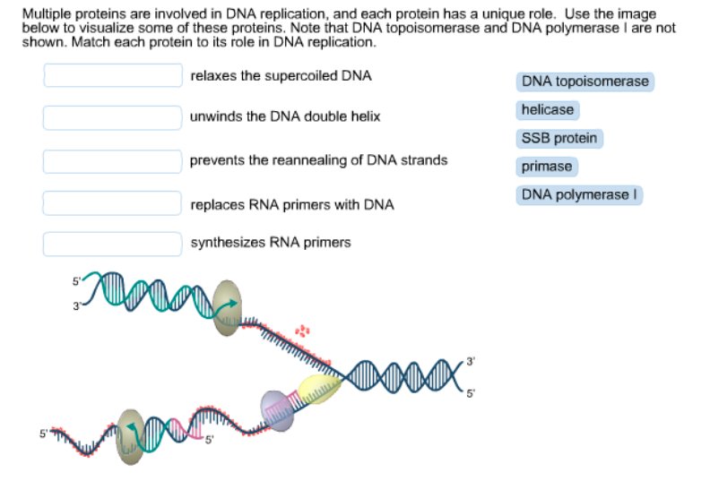 Solved Multiple proteins are involved in DNA replication, | Chegg.com