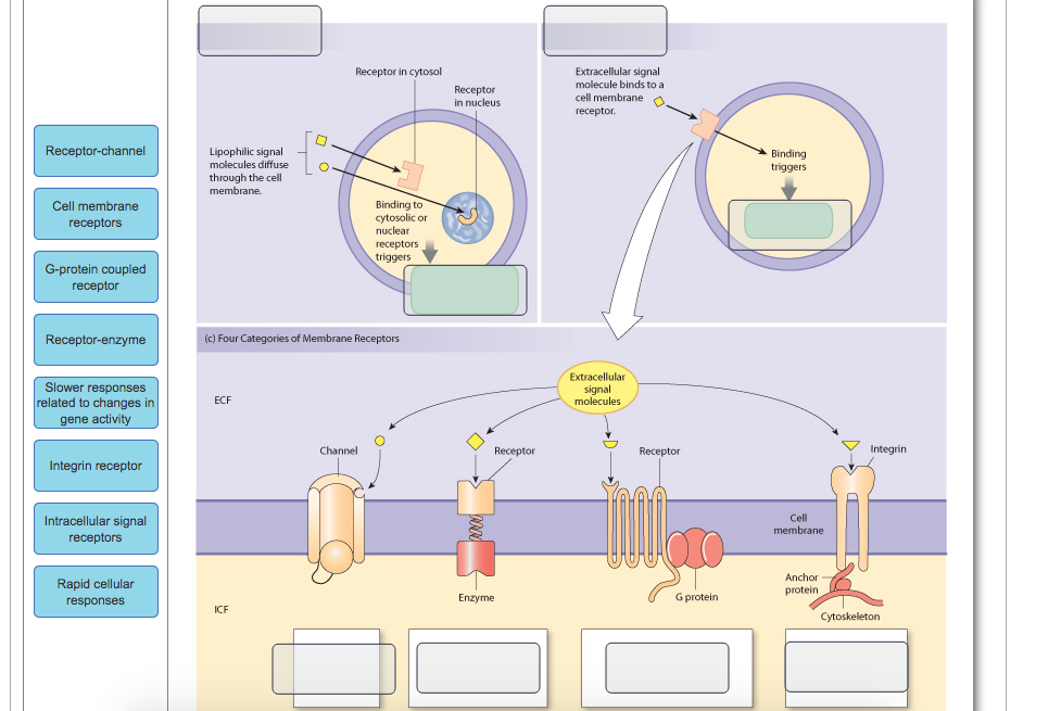 signaling-molecules-and-cellular-receptors-openstax-biology