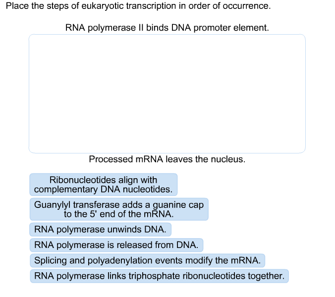 Solved Place the steps of eukaryotic transcription in order | Chegg.com