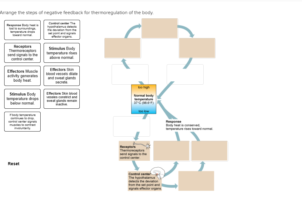Solved Arrange the steps of negative feedback for
