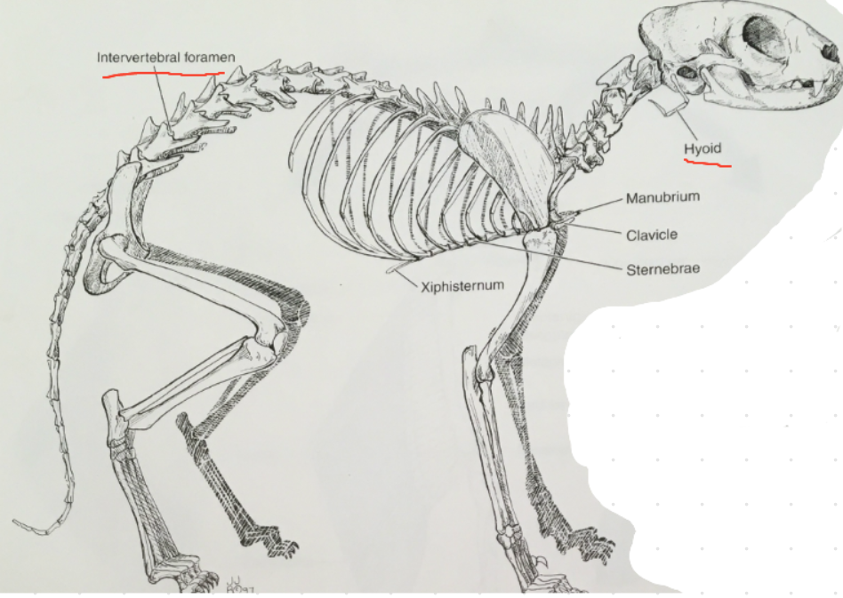 What Is A Floating Rib In A Dog