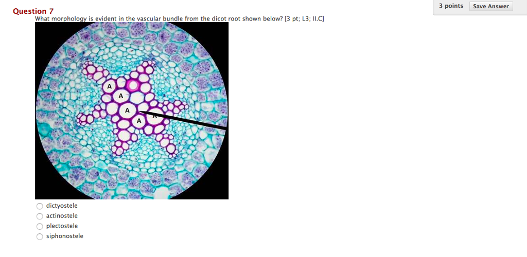 Solved 3 points Save Answer Question 7 What morphology is