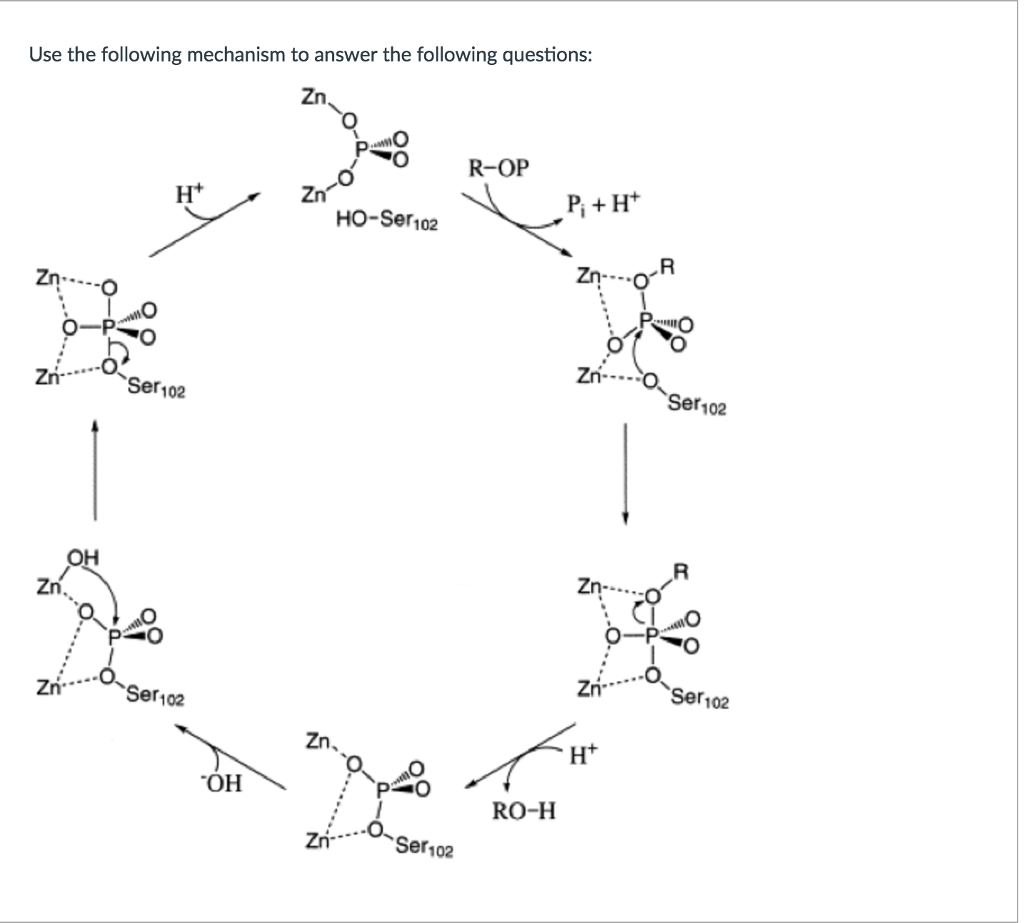 Solved A. What role(s) are the Zinc ion cofactors playing in
