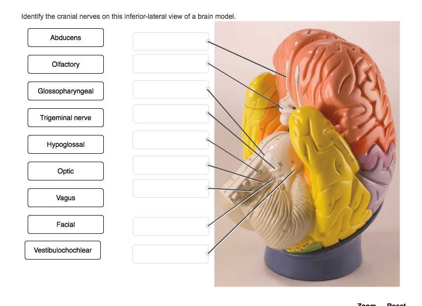 Brain Model Labeled Cranial Nerves