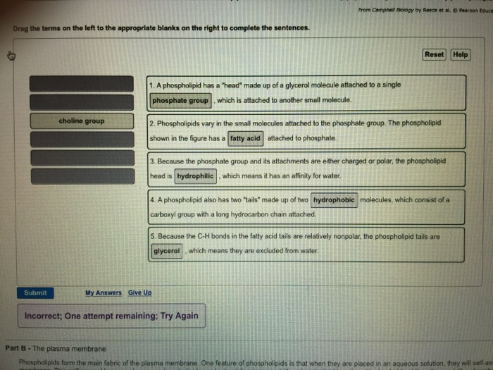 solved-drag-the-terms-on-the-left-to-the-appropriate-blanks-chegg