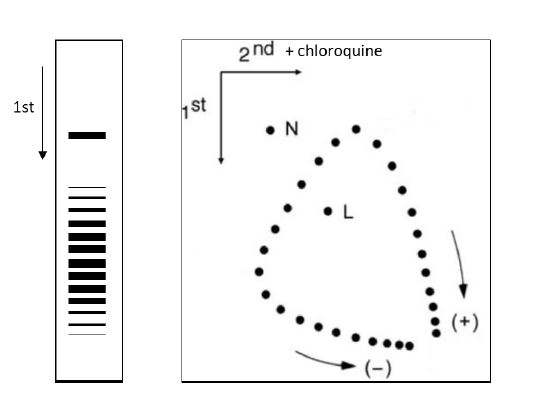 Chloroquine resistance reverser