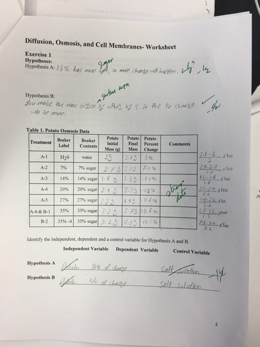 28 Diffusion And Osmosis Worksheet Key support worksheet