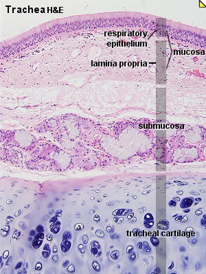 Solved Quetion: identify these Histology slides and write | Chegg.com